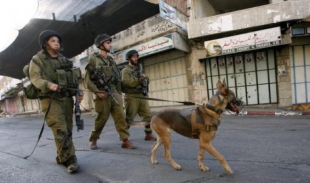 Video: Israeli Soldiers Set Dogs on Palestinian Kid